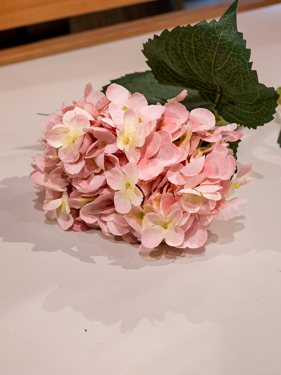 Hydrangea, Pink