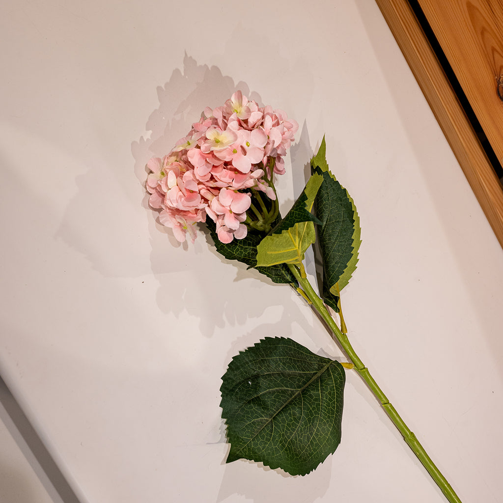 Hydrangea, Pink
