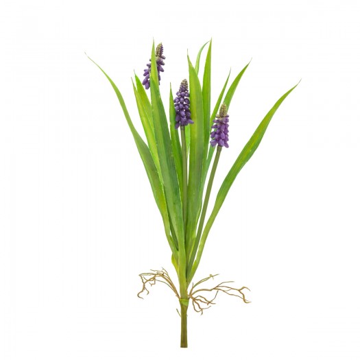 Hyacinth W/Leaves, Violet