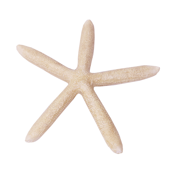 Round Resin Starfish Decoration, Cream