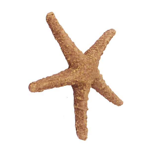 Round Resin Starfish Decorations, Brown