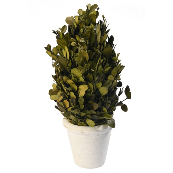 Preserved Boxwood Cone Shaped Topiary In Clay Pot, Medium