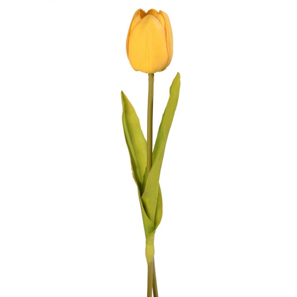 Tulip, Yellow, Medium                                    