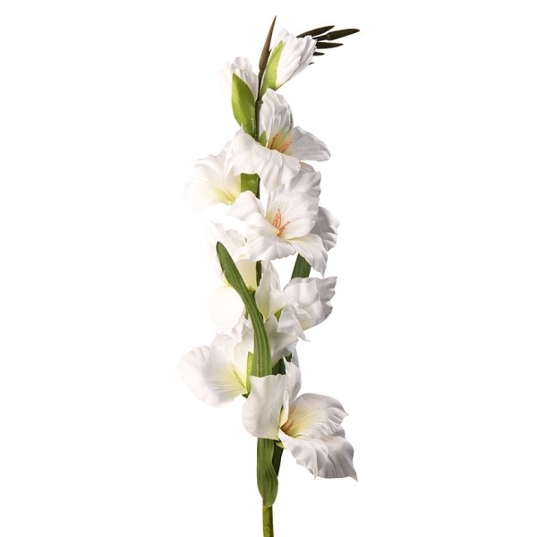 Orchid, White