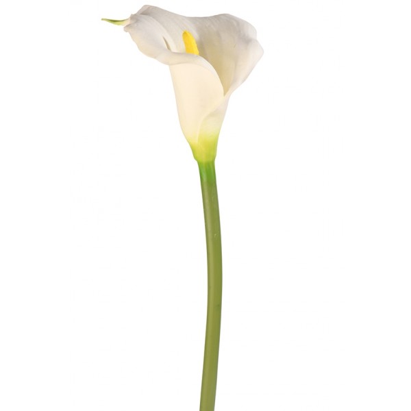 Flower White Single -Green Stem 
