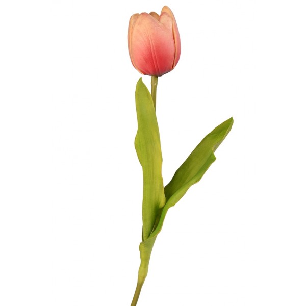 Tulip, Rosered, Medium                      
