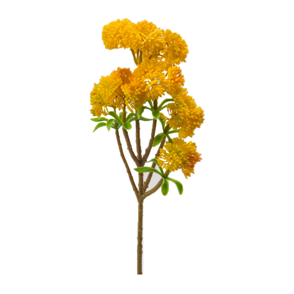 Stonecrop, 6 Flowers, Yellow